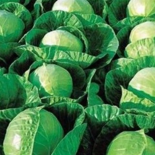 Капуста белокочанная Гермес F1 - ООО «Семена Тут»