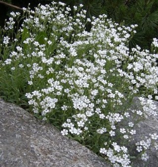 img-2: Гипсофила тихоокеанская Бело-розовая - ООО «Семена Тут»