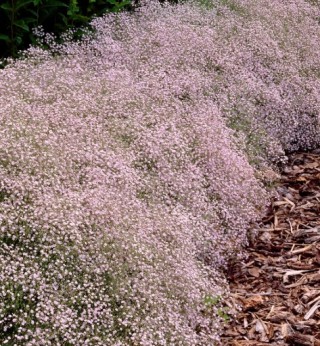 img-1: Гипсофила тихоокеанская Бело-розовая - ООО «Семена Тут»