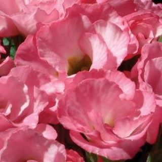 Примула махровая Примлет Пинк Шейдс [100 шт] - ООО «Семена Тут»