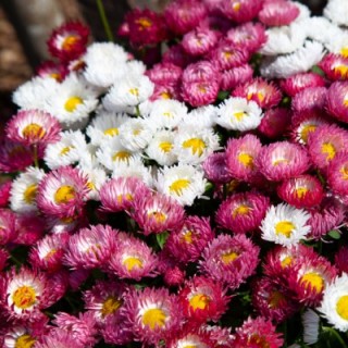 Маргаритка Бам Бам Микс [1000 шт] - ООО «Семена Тут»