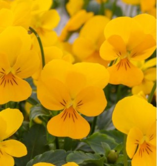 Виола рогатая Ребелина Голден Еллоу [1000 шт] - ООО «Семена Тут»