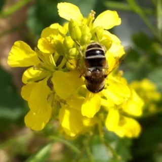 img-0: Горчица белая - ООО «Семена Тут»