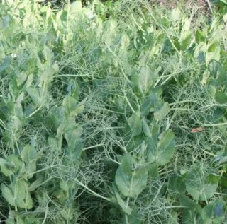 Горох посевной Софья - ООО «Семена Тут»