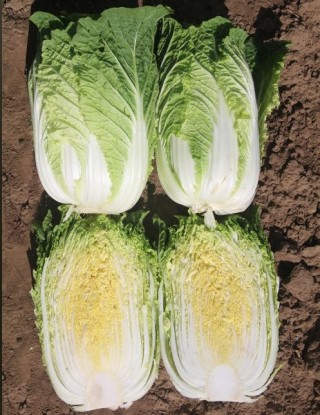 Капуста пекинская Грин Рокет F1 - ООО «Семена Тут»