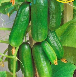 Огурец Грин Кинг F1 - ООО «Семена Тут»
