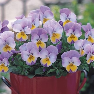 img-1: Виола рогатая Флорал Пауэр Роуз Винг [1000 шт] - ООО «Семена Тут»