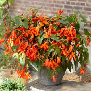 img-0: Бегония боливийская Санта Круз [1000 драже] - ООО «Семена Тут»