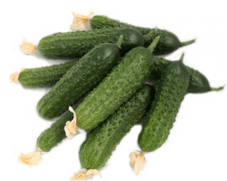 img-2: Огурец Хасбулат F1 - ООО «Семена Тут»