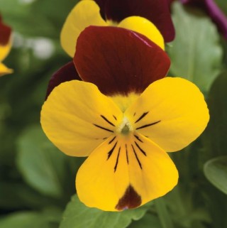 Виола рогатая Ребелина Ред энд Еллоу [1000 шт] - ООО «Семена Тут»