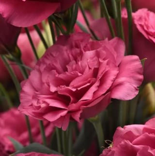 img-0: Эустома Кан Кан Кармин Роуз  [1000 драже] - ООО «Семена Тут»