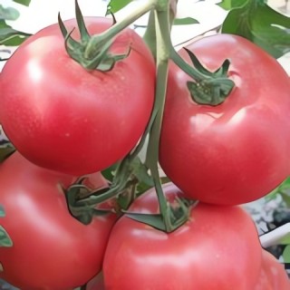 Томат Дикая роза - ООО «Семена Тут»