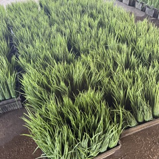 img-0: Лук на зелень Грин Флэш - ООО «Семена Тут»