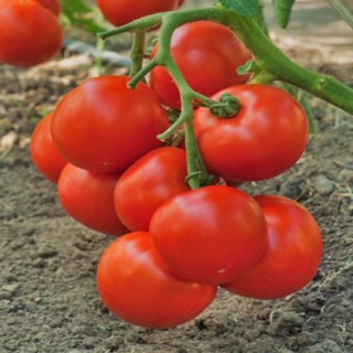 Томат Интрига F1 - ООО «Семена Тут»