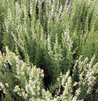 img-0: Иссоп лекарственный Белый - ООО «Семена Тут»