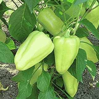 img-0: Перец Иветта F1* - ООО «Семена Тут»