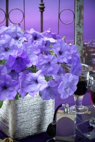 img-1: Петуния гибридная Ивнинг Сенсейшен [100 драже] - ООО «Семена Тут»