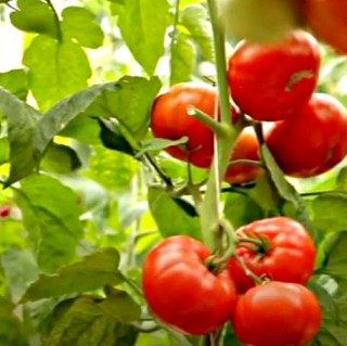 img-0: Томат Изящный F1 (инкруст. семена) - ООО «Семена Тут»