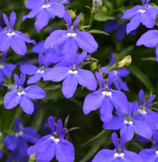 img-1: Лобелия прямостоячая Ривьера Миднайт Блю [100 м/драже] - ООО «Семена Тут»