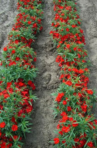 img-2: Гвоздика Чиба Скарлет [500 шт] - ООО «Семена Тут»