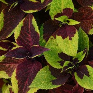 img-0: Колеус Премиум Сан Пайнэппл Сюрпрайз [100 драже] - ООО «Семена Тут»