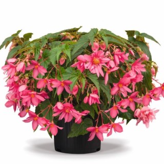 img-0: Бегония Фанки Пинк [1000 драже] - ООО «Семена Тут»