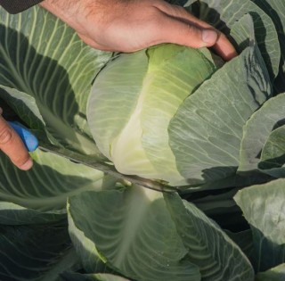 img-0: Капуста белокочанная Калуга F1 - ООО «Семена Тут»