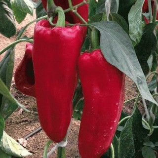 img-1: Перец Каптур F1 - ООО «Семена Тут»