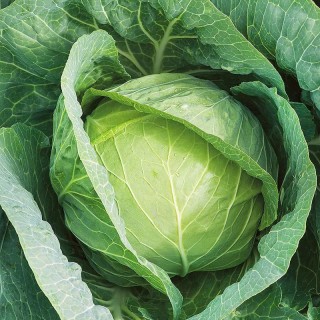 Капуста белокочанная Казачок F1 - ООО «Семена Тут»