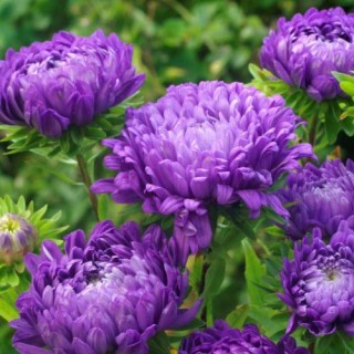 Астра пионовидная Дюшес Блю - ООО «Семена Тут»