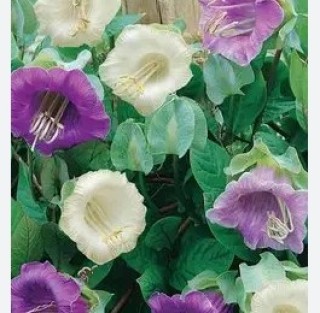 img-0: Кобея лазающая Винно-белая - ООО «Семена Тут»