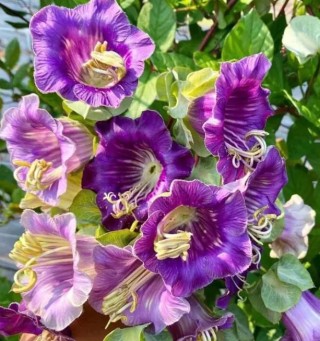 img-2: Кобея лазающая Фиолетовая - ООО «Семена Тут»