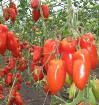 img-1: Томат Корнабель F1 - ООО «Семена Тут»