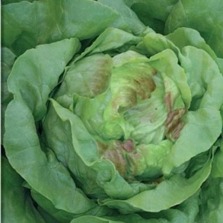 img-0: Салат Король Майя - ООО «Семена Тут»