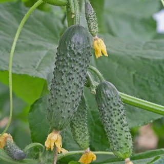 Огурец Корсар F1 - ООО «Семена Тут»