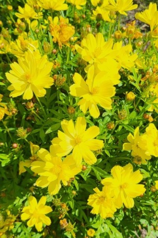 img-1: Космея Солнечная желтая - ООО «Семена Тут»