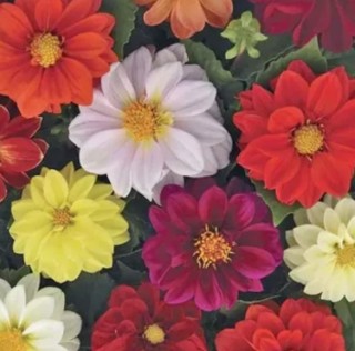 img-0: Георгина Кровавая Мэри - ООО «Семена Тут»