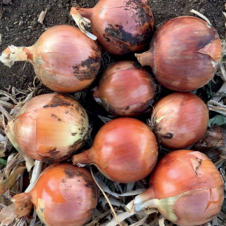 Лук репчатый Ногал F1 - ООО «Семена Тут»