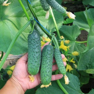 img-0: Огурец Ягуар F1 - ООО «Семена Тут»