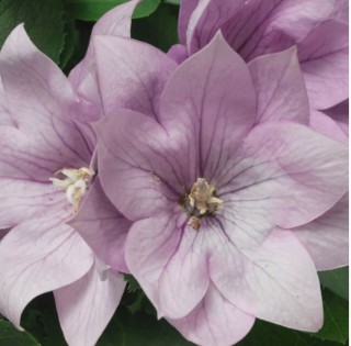 Платикодон Астра Лаванда семи-дабл [100 шт] - ООО «Семена Тут»