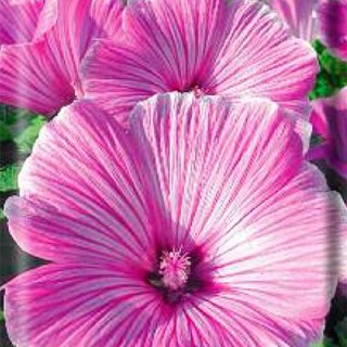 img-0: Лаватера Сильвер Кап - ООО «Семена Тут»