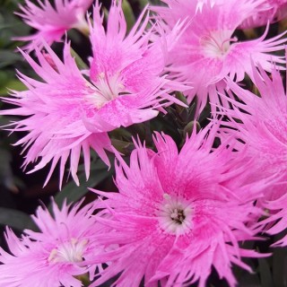 img-0: Гвоздика Супра Пинк [100 шт] - ООО «Семена Тут»