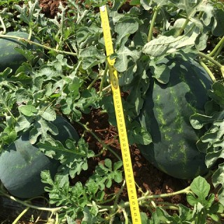 img-0: Арбуз Ред Гарнет F1 - ООО «Семена Тут»