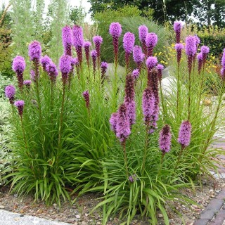 img-0: Лиатрис точечный [2 гр] - ООО «Семена Тут»