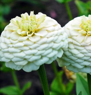 img-0: Цинния Лиллипут Белая - ООО «Семена Тут»