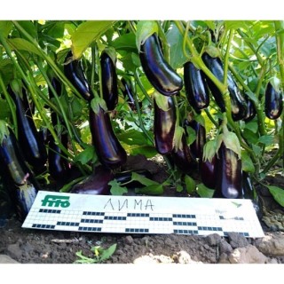 img-1: Баклажан Лима F1 - ООО «Семена Тут»