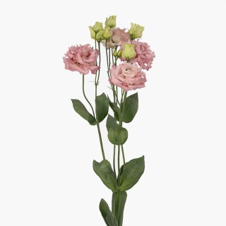 Эустома Алисса Пинк [10000 драже] - ООО «Семена Тут»