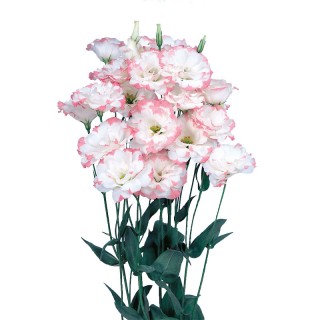 Эустома Эхо 1 Пинк Пикоти [1000 драже] - ООО «Семена Тут»