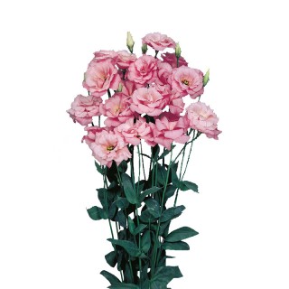 Эустома Эхо 1 Пинк [1000 драже] - ООО «Семена Тут»