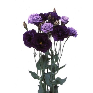 Эустома Эхо 1 Пурпл [1000 драже] - ООО «Семена Тут»